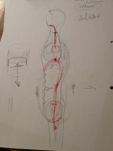 Anatomie_Brustsegment